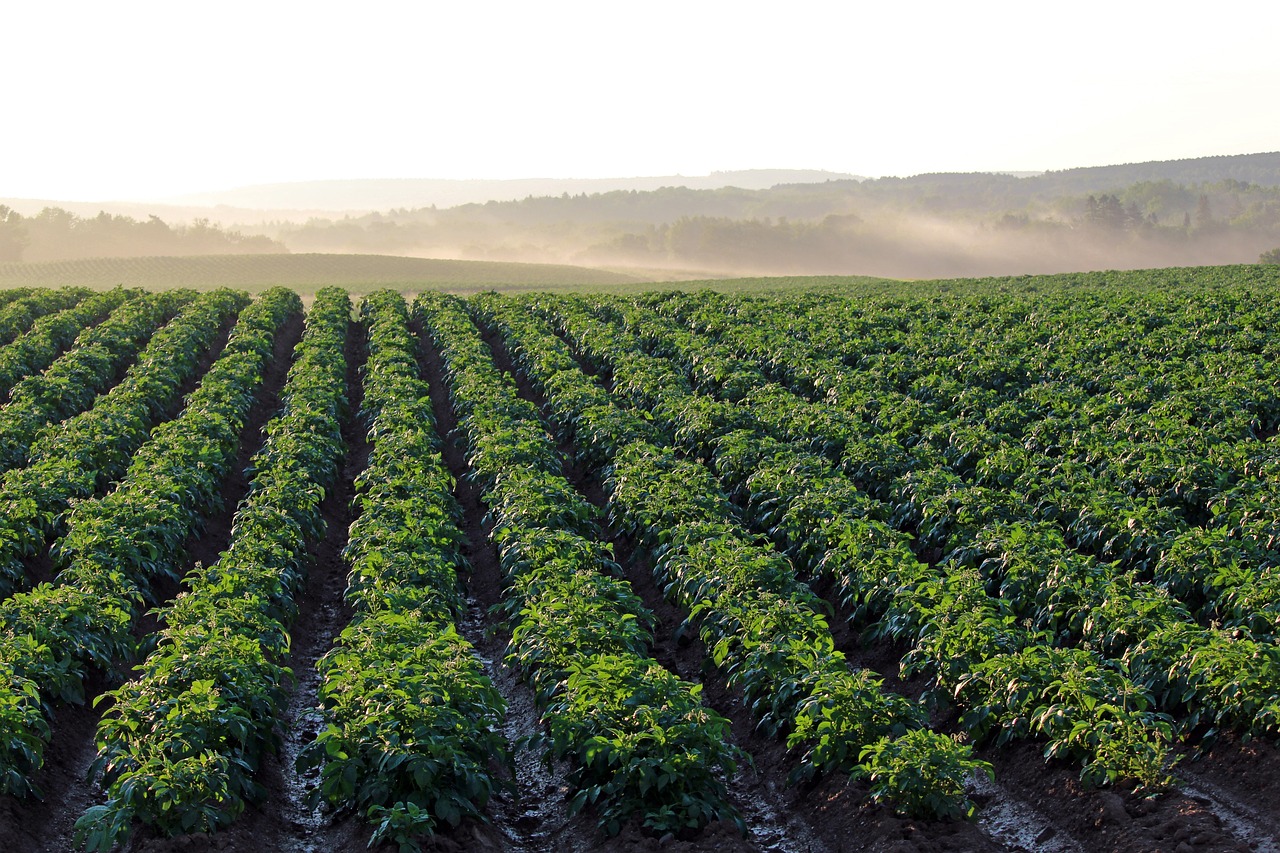 potato field, aroostook county, morning light-4357002.jpg